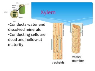 Xylem
•Conducts water and
dissolved minerals
•Conducting cells are
dead and hollow at
maturity
vessel
member
tracheids
 