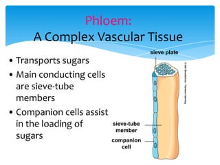 Phloem:
A Complex Vascular Tissue
• Transports sugars
• Main conducting cells
are sieve-tube
members
• Companion cells assist
in the loading of
sugars
sieve plate
sieve-tube
member
companion
cell
 