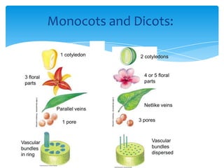 Monocots and Dicots:
Parallel veins
Netlike veins
3 pores1 pore
4 or 5 floral
parts
3 floral
parts
1 cotyledon 2 cotyledons
Vascular
bundles
dispersed
Vascular
bundles
in ring
Monocots and Dicots:
Parallel veins
Netlike veins
3 pores1 pore
4 or 5 floral
parts
3 floral
parts
1 cotyledon 2 cotyledons
Vascular
bundles
dispersed
Vascular
bundles
in ring
 