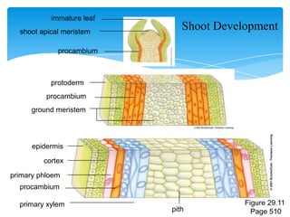 Shoot Development
immature leaf
ground meristem
primary phloem
primary xylem
pith
procambium
cortex
procambium
protoderm
shoot apical meristem
procambium
epidermis
Figure 29.11
Page 510
 