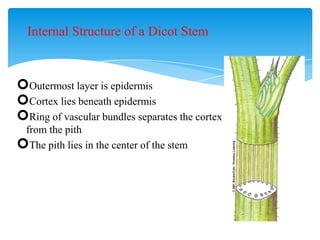 Internal Structure of a Dicot Stem
Outermost layer is epidermis
Cortex lies beneath epidermis
Ring of vascular bundles separates the cortex
from the pith
The pith lies in the center of the stem
 