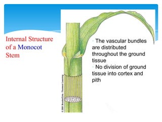 Internal Structure
of a Monocot
Stem
• The vascular bundles
are distributed
throughout the ground
tissue
• No division of ground
tissue into cortex and
pith
 