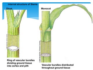 Ring of vascular bundles
dividing ground tissue
into cortex and pith Vascular bundles distributed
throughout ground tissue
Dicot Monocot
Internal structure of Stems
 