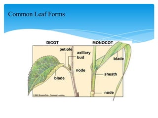 Common Leaf Forms
petiole
blade
axillary
bud
node
blade
sheath
node
DICOT MONOCOT
 