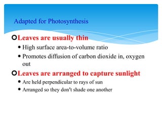 Adapted for Photosynthesis
Leaves are usually thin
 High surface area-to-volume ratio
 Promotes diffusion of carbon dioxide in, oxygen
out
Leaves are arranged to capture sunlight
 Are held perpendicular to rays of sun
 Arranged so they don’t shade one another
 