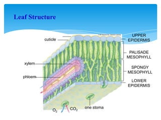 Leaf Structure
UPPER
EPIDERMIS
PALISADE
MESOPHYLL
SPONGY
MESOPHYLL
LOWER
EPIDERMIS
one stoma
cuticle
O2
CO2
xylem
phloem
 