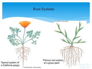 Root Systems
Taproot system of
a California poppy
Fibrous root system
of a grass plant
Figure 29.17
Page 514
 