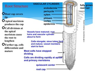 VASCULAR CYLINDER:
endodermis
pericycle
xylem
phloem
cortex
epidermis
fully grown
root hair
Vessels have matured; root
hairs and vascular cylinder
about to form
Cells elongate; sieve tubes form
and mature; vessel members
start to form
Most cells have stopped
dividing
Cells are dividing rapidly at apical
and primary meristems
quiescent center
root cap
Root Structure
Root cap covers
tip
Apical meristem
produces the cap
Cell divisions at
the apical
meristem cause
the root to
lengthen
Farther up, cells
differentiate and
mature
 