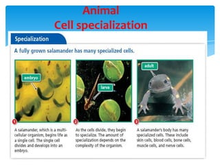 Animal
Cell specialization
ANIMAL TISSUES AND ORGAN SYSTEMS
 