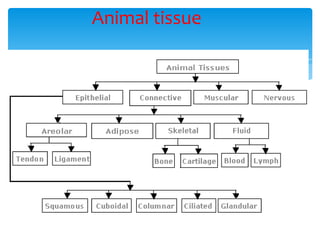 Animal tissue
 