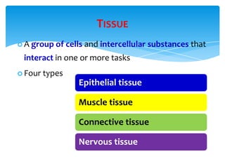 TISSUE
 A group of cells and intercellular substances that
interact in one or more tasks
 Four types
Epithelial tissue
Muscle tissue
Connective tissue
Nervous tissue
 