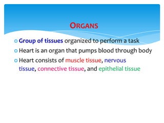 ORGANS
 Group of tissues organized to perform a task
 Heart is an organ that pumps blood through body
 Heart consists of muscle tissue, nervous
tissue, connective tissue, and epithelial tissue
 