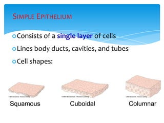 SIMPLE EPITHELIUM
Consists of a single layer of cells
Lines body ducts, cavities, and tubes
Cell shapes:
Squamous Cuboidal Columnar
 
