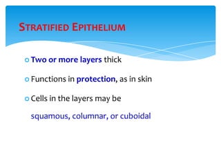 STRATIFIED EPITHELIUM
 Two or more layers thick
 Functions in protection, as in skin
 Cells in the layers may be
squamous, columnar, or cuboidal
 