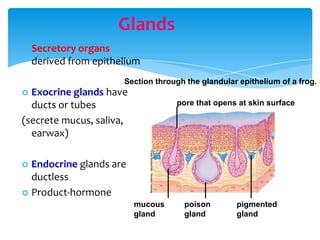 Glands
 Secretory organs
derived from epithelium
 Exocrine glands have
ducts or tubes
(secrete mucus, saliva,
earwax)
 Endocrine glands are
ductless
 Product-hormone
Section through the glandular epithelium of a frog.
pore that opens at skin surface
mucous
gland
poison
gland
pigmented
gland
 