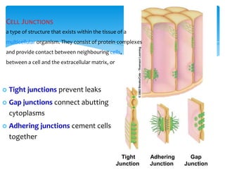 CELL JUNCTIONS
a type of structure that exists within the tissue of a
multicellular organism. They consist of protein complexes
and provide contact between neighbouring cells,
between a cell and the extracellular matrix, or
 Tight junctions prevent leaks
 Gap junctions connect abutting
cytoplasms
 Adhering junctions cement cells
together
Tight
Junction
Adhering
Junction
Gap
Junction
 