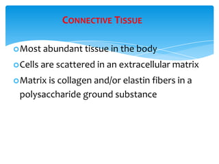 CONNECTIVE TISSUE
Most abundant tissue in the body
Cells are scattered in an extracellular matrix
Matrix is collagen and/or elastin fibers in a
polysaccharide ground substance
 