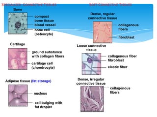 collagenous fiber
fibroblast
elastic fiber
Loose connective
tissue
cartilage cell
(chondrocyte)
Cartilage
collagenous
fibers
collagenous
fibers
fibroblast
Dense, regular
connective tissue
ground substance
with collagen fibers
cell bulging with
fat droplet
nucleus
Adipose tissue (fat storage) Dense, irregular
connective tissue
compact
bone tissue
blood vessel
bone cell
(osteocyte)
Bone
SOFT CONNECTIVE TISSUESSPECIALIZED CONNECTIVE TISSUES
 