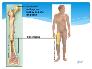 location of
cartilage on
knobby end of a
long bone
bone tissue
Figure 33.6
Page 571
 