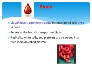 Blood
 Classified as a connective tissue because blood cells arise
in bone
 Serves as the body’s transport medium
 Red cells, white cells, and platelets are dispersed in a
fluid medium called plasma
 