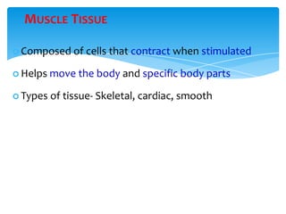 MUSCLE TISSUE
 Composed of cells that contract when stimulated
 Helps move the body and specific body parts
 Types of tissue- Skeletal, cardiac, smooth
 