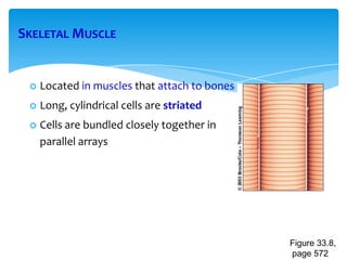 SKELETAL MUSCLE
 Located in muscles that attach to bones
 Long, cylindrical cells are striated
 Cells are bundled closely together in
parallel arrays
Figure 33.8,
page 572
 