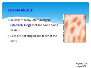 SMOOTH MUSCLE
 In walls of many internal organs
(stomach, lungs etc) and some blood
vessels
 Cells are not striped and taper at the
ends
Figure 33.8,
page 572
 