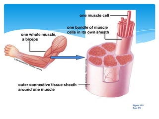 one muscle cell
one bundle of muscle
cells in its own sheath
outer connective tissue sheath
around one muscle
one whole muscle,
a biceps
Figure 33.9
Page 572
 