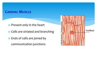 CARDIAC MUSCLE
 Present only in the heart
 Cells are striated and branching
 Ends of cells are joined by
communication junctions
nucleus
 