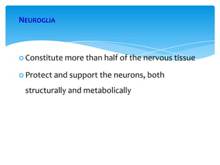 NEUROGLIA
 Constitute more than half of the nervous tissue
 Protect and support the neurons, both
structurally and metabolically
 