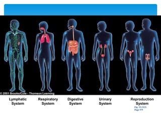 Lymphatic
System
Respiratory
System
Digestive
System
Urinary
System
Reproduction
System
Fig. 33.11(2)
Page 575
 
