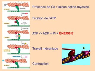 Présence de Ca : liaison actine-myosine
Fixation de l'ATP
ATP -> ADP + Pi + ENERGIE
Travail mécanique
Contraction
 