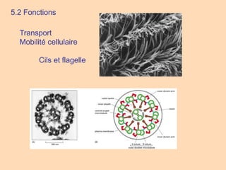 Transport
Mobilité cellulaire
5.2 Fonctions
Cils et flagelle
 