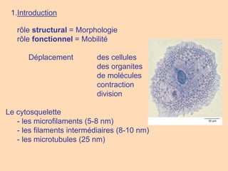 rôle structural = Morphologie
rôle fonctionnel = Mobilité
Déplacement des cellules
des organites
de molécules
contraction
division
Le cytosquelette
- les microfilaments (5-8 nm)
- les filaments intermédiaires (8-10 nm)
- les microtubules (25 nm)
1.Introduction
 