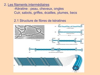2. Les filaments intermédiaires
-Kératine : peau, cheveux, ongles
Cuir, sabots, griffes, écailles, plumes, becs
2.1 Structure de fibres de kératines
 
