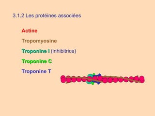 3.1.2 Les protéines associées
Troponine T
Actine
Tropomyosine
Troponine I (inhibitrice)
Troponine C
 