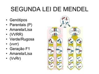 SEGUNDA LEI DE MENDEL Genótipos Parentais (P) Amarela/Lisa (VVRR) Verde/Rugosa (vvrr) Geração F1 Amarela/Lisa (VvRr) 