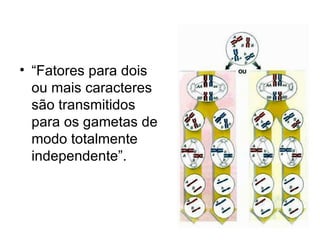 “ Fatores para dois ou mais caracteres são transmitidos para os gametas de modo totalmente independente”. 