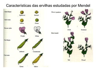 Características das ervilhas estudadas por Mendel 