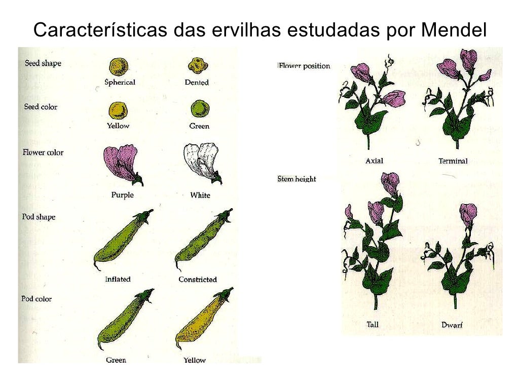 De Acordo Com As Leis De Mendel Individuos Com Genotipo