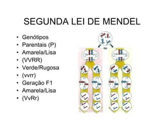 SEGUNDA LEI DE MENDEL
•   Genótipos
•   Parentais (P)
•   Amarela/Lisa
•   (VVRR)
•   Verde/Rugosa
•   (vvrr)
•   Geração F1
•   Amarela/Lisa
•   (VvRr)
 