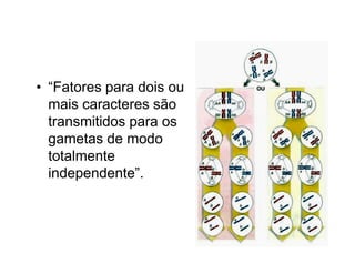 • “Fatores para dois ou
  mais caracteres são
  transmitidos para os
  gametas de modo
  totalmente
  independente”.
 