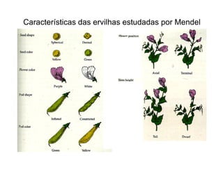 Características das ervilhas estudadas por Mendel
 