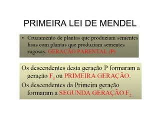 PRIMEIRA LEI DE MENDEL
 
