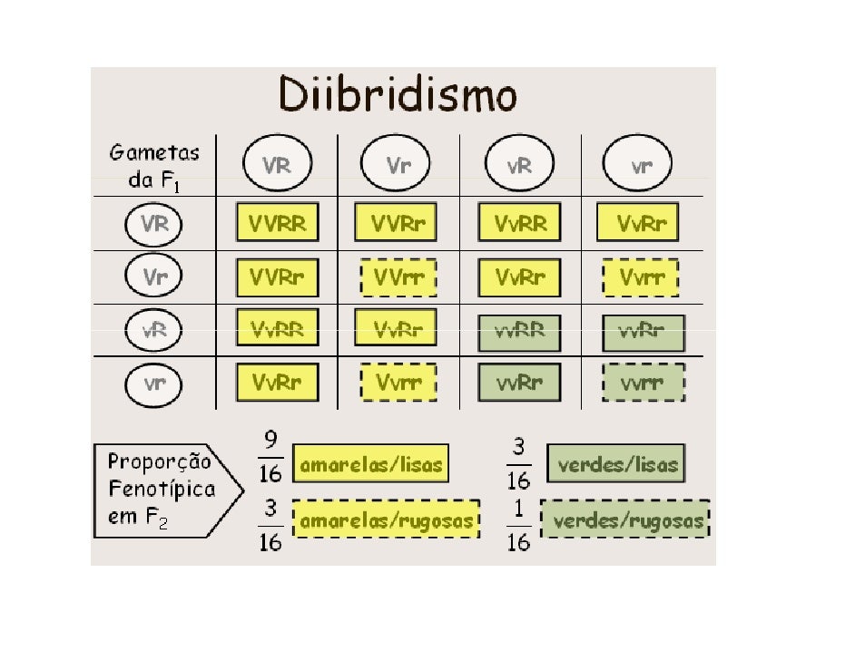De Acordo Com As Leis De Mendel Individuos Com Genotipo