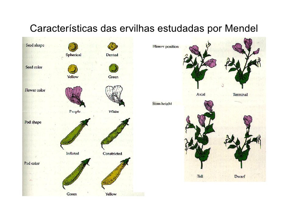 O Cruzamento De Duas Plantas Heterozigotas Cuja Altura