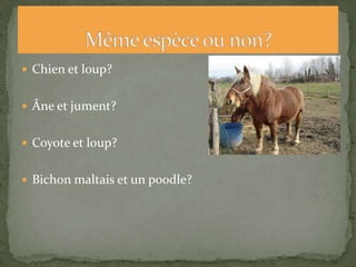 Exemple: écureuil gris et écureuil noir