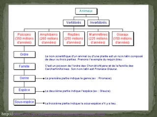 La taxonomie est la science des lois de la classification. La taxonomie des animaux est  donc le classement des animaux en fonction de leur embranchement, de leur classe, de leur ordre, de leur famille, de leur genre et de leur espèce. Qu'est-ce qu'une taxonomie?