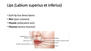 Limbus Labiale Comprehensive Anatomy of the Digestive System and Related Internal ...