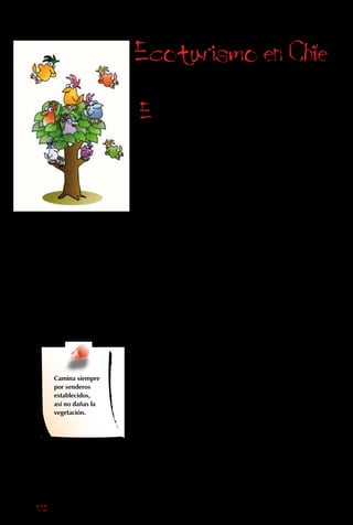 172
Ecoturismo en Chile
El ecoturismo se puede realizar en cualquier
parte, desde el patio del vecino hasta los más
remotos lugares del país. Sin embargo, algunos
de los lugares más extraordinarios a visitar
están dentro de Parques Nacionales y Áreas
Privadas Protegidas (APP).
Mientras que los Parques Nacionales son
áreas protegidas por el gobierno, las APP son
propiedad de empresarios y/o organizaciones
sin fines de lucro. Aquí te presentamos algunos
ejemplos de parques públicos y privados a
visitar en Chile:
Parque Nacional Lauca Región XV
Parque Nacional Pan de Azúcar Región II
Parque Nacional Llanos de Challe Región III
Parque Nacional Bosque Fray Jorge Región IV
Parque Nacional Rapa Nui Región V
Parque Nacional
Archipiélago de J.Fernández Región V
Parque Nacional Palmas de Cocalán Región VI
Parque Nacional Laguna del Laja Región VIII
Parque Nacional Conguillío Región IX
Parque Nacional Puyehue Región X
Parque Nacional Laguna San Rafael Región XI
Parque Nacional Cabo de Hornos Región XII
Parque Nacional Torres del Paine Región XII
Camina siempre
por senderos
establecidos,
así no dañas la
vegetación.
 